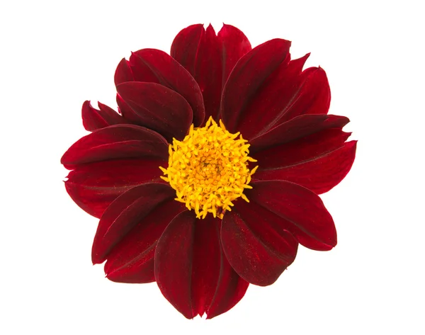 Dahlia flower isolated — Stock Photo, Image