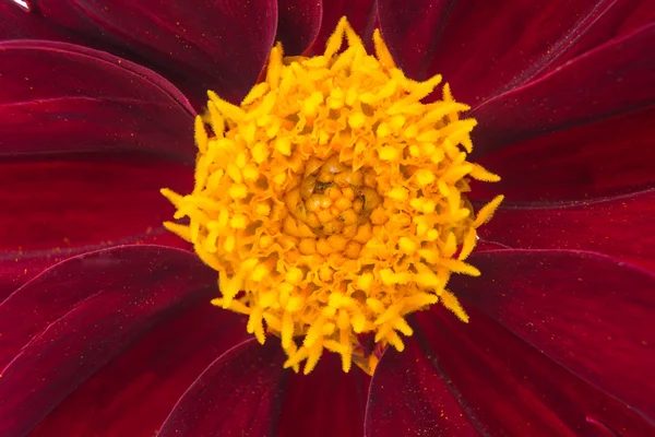 Dahlienblüte — Stockfoto