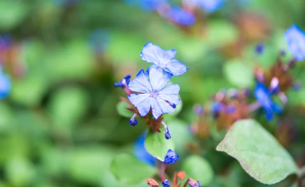 Blå blomma — Stockfoto