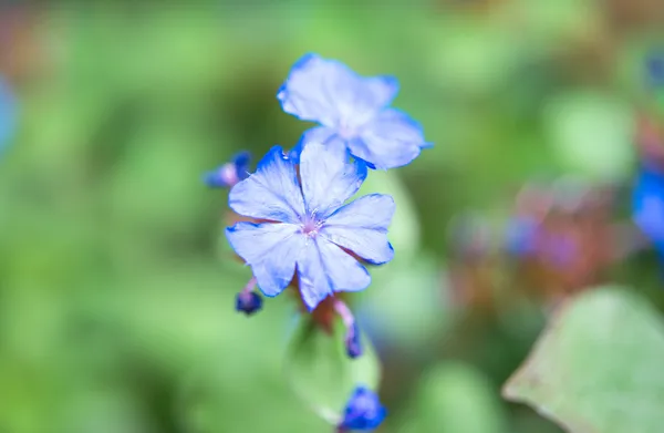 Blue flower — Stock Photo, Image