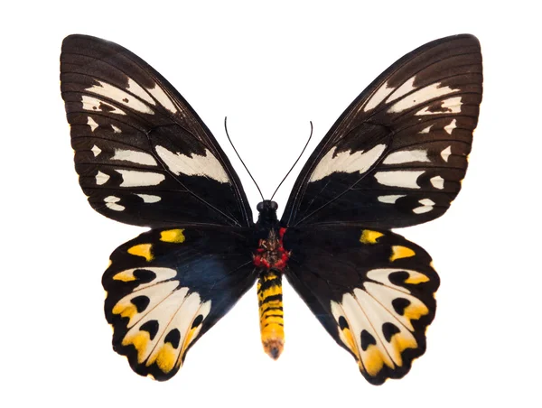 Bela borboleta isolada — Fotografia de Stock