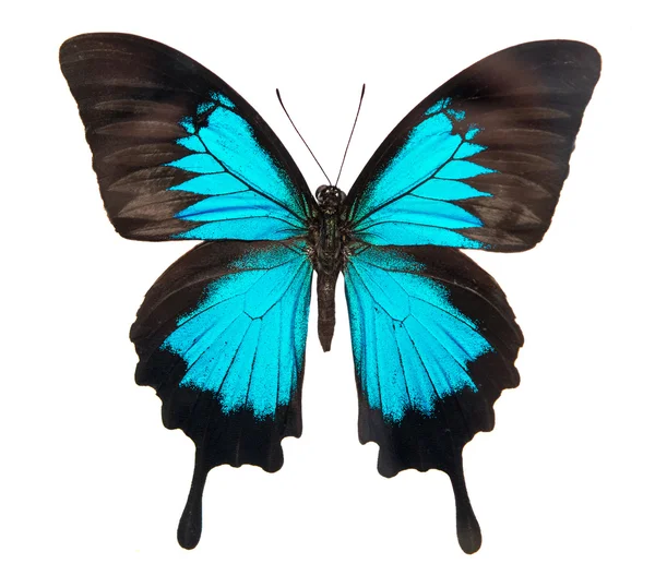 Schöner Schmetterling isoliert — Stockfoto