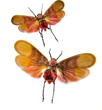 izole homoptera böcekler