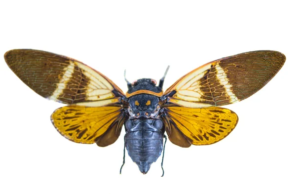 Cicada aislada — Foto de Stock