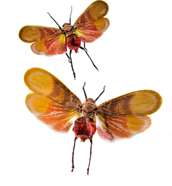 Stejnokřídlí hmyzu izolovaných — Stock fotografie
