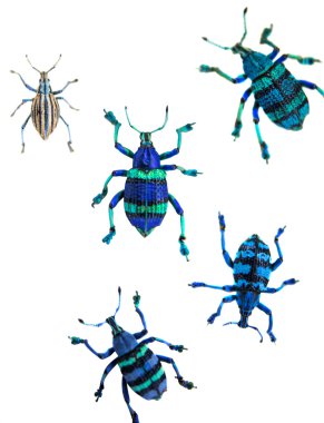 Tropical beetle (Curculionoidae). clipart