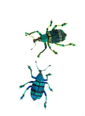 tropikal böceği (curculionoidae).