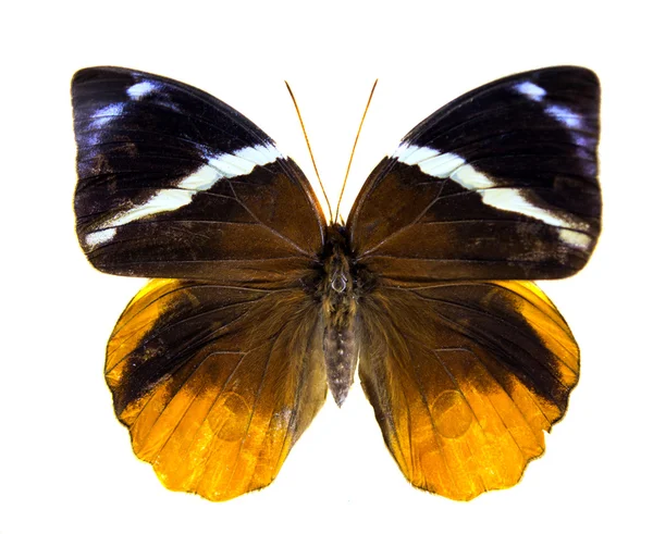 Piękny motyl na białym tle — Zdjęcie stockowe