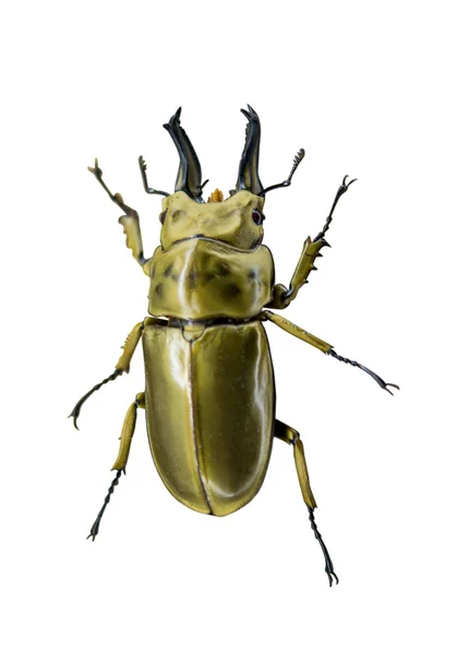 Beetle isolated — Stock Photo, Image
