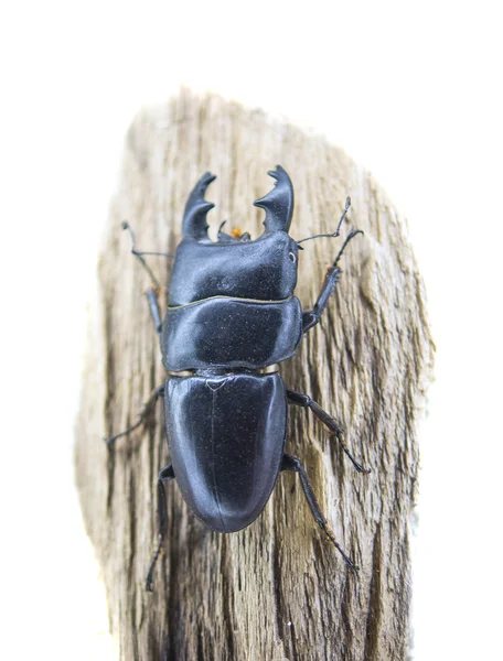 Beetle isolated — Stock Photo, Image