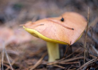 Ormanda büyüyen mantar