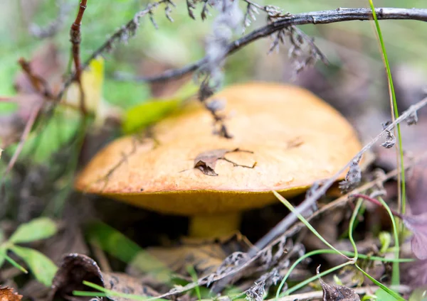 Cogumelo crescendo na floresta — Fotografia de Stock
