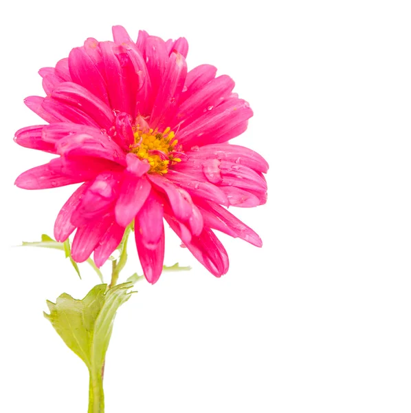 孤立的粉红色翠菊 — 图库照片
