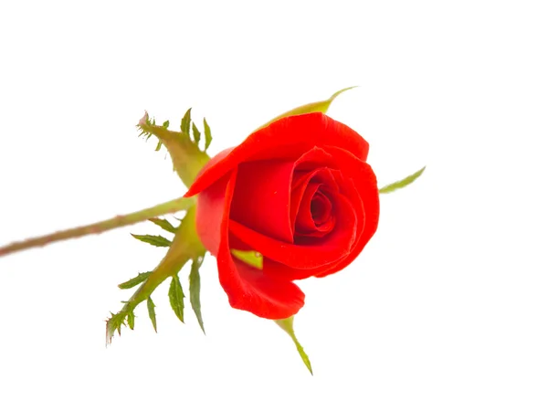 Orange rose isolated — Stock Photo, Image