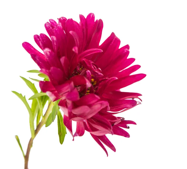 Rosa aster isolado — Fotografia de Stock