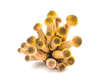 izole yenilebilir mantar tatlım