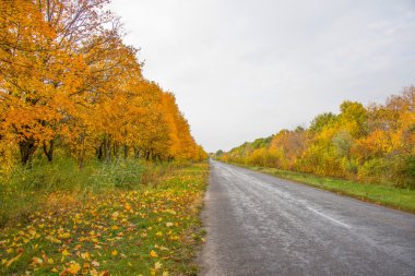 sonbahar bir ormanda yol