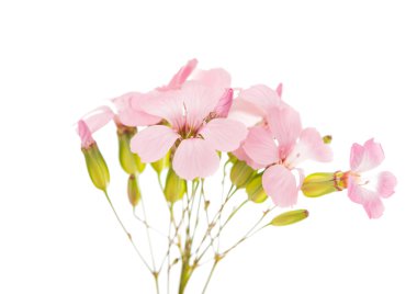 narin pembe çiçekler