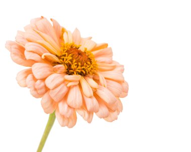 izole zinnia çiçeği