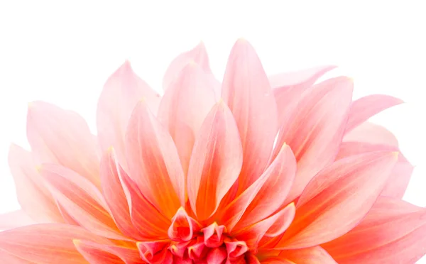 Pink dahlia isolated — Stock Photo, Image