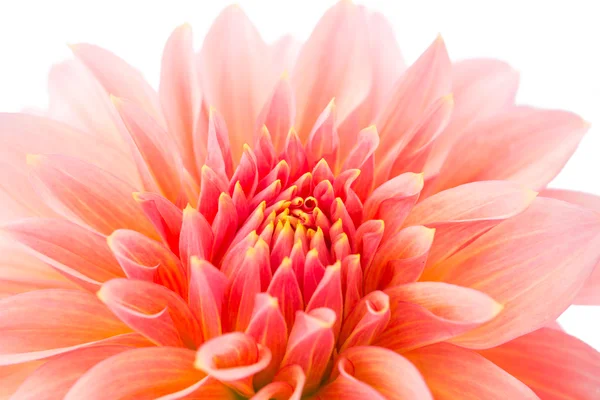 Pink dahlia isolated — Stock Photo, Image