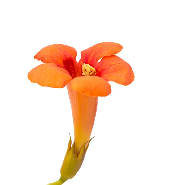 Portakal çiçeği izole — Stok fotoğraf