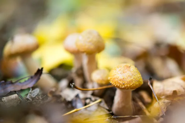 Cogumelos agáricos — Fotografia de Stock