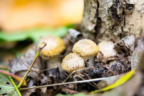 Cogumelos agáricos — Fotografia de Stock