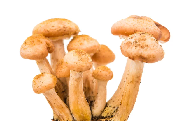 Edible mushrooms honey isolated — Stock Photo, Image