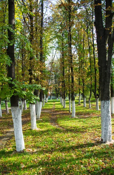 Podzimní park — Stock fotografie