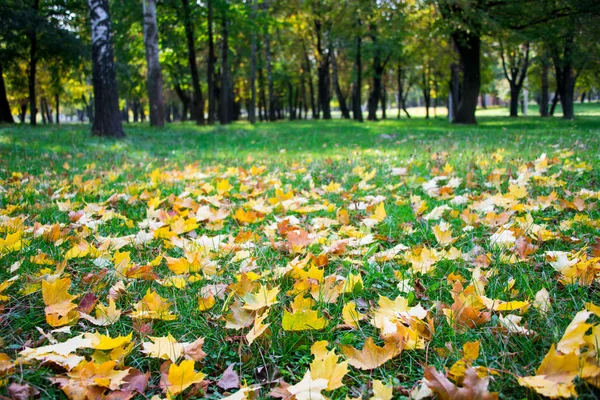 Hojas de otoño —  Fotos de Stock