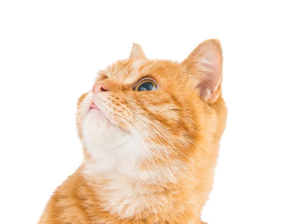 Ginger cat isolated — Stock Photo, Image