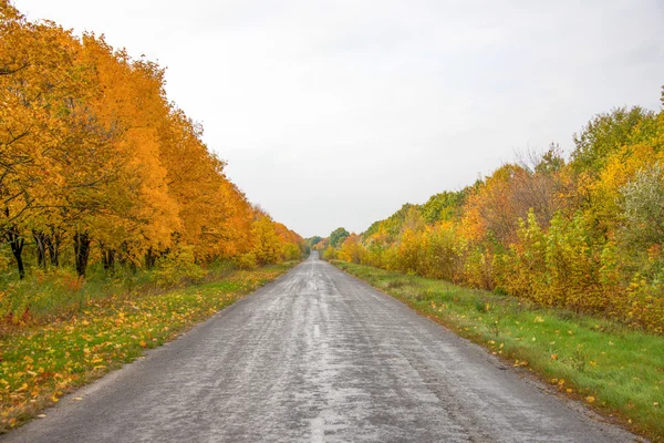 Road in a autumn forest — Stock Photo, Image