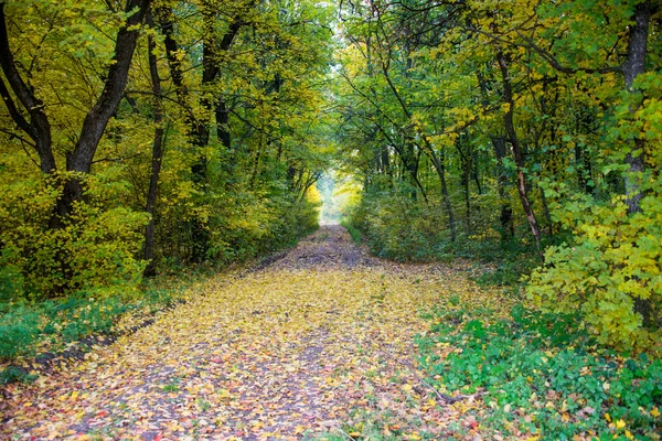 Paisaje otoñal. Parque en otoño. Bosque en otoño . —  Fotos de Stock