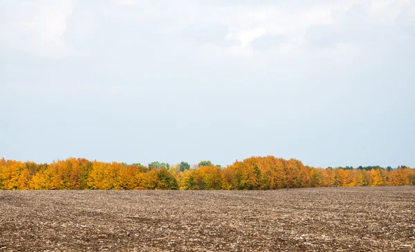 Autumn landscape fields and trees — Stock Photo, Image