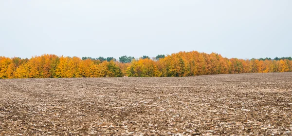 Autumn landscape fields and trees — Stock Photo, Image