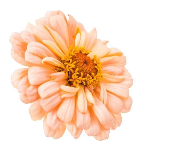 Izole zinnia çiçeği — Stok fotoğraf