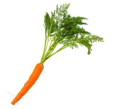 Carrots isolated clipart