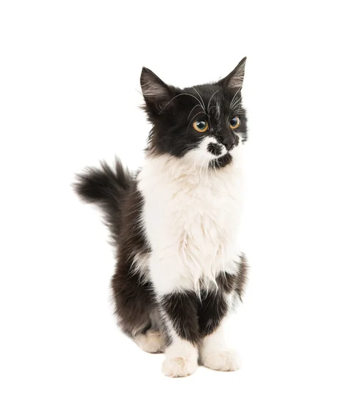 Black and white kitten isolated — Stock Photo, Image
