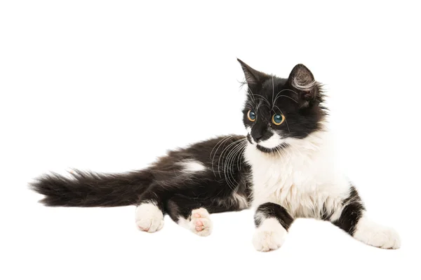 Černobílé kotě, izolované — Stock fotografie