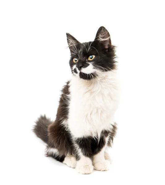 Zwart-wit kitten geïsoleerd — Stockfoto