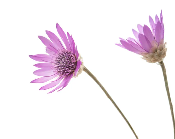 Immortelle flower isolated — Stock Photo, Image