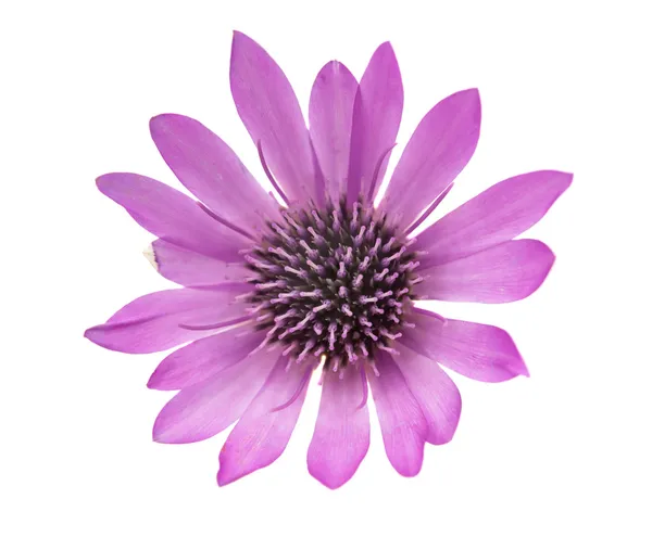 Izole rengi bozulmayan çiçek çiçek — Stok fotoğraf