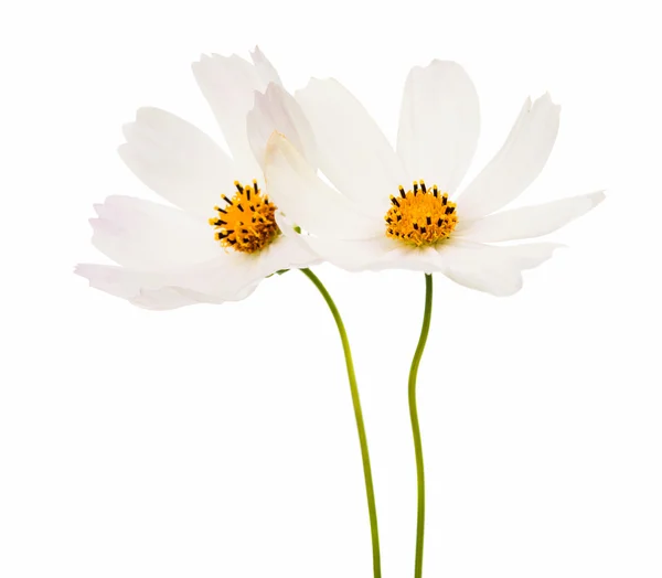 Cosmos Flowers Isolated — Stock Photo, Image