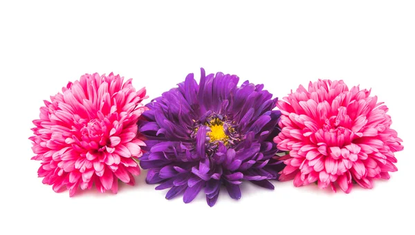 Aster isolated — Stock Photo, Image