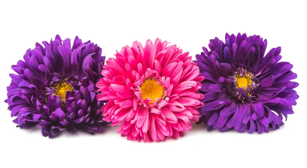 Aster isolated — Stock Photo, Image