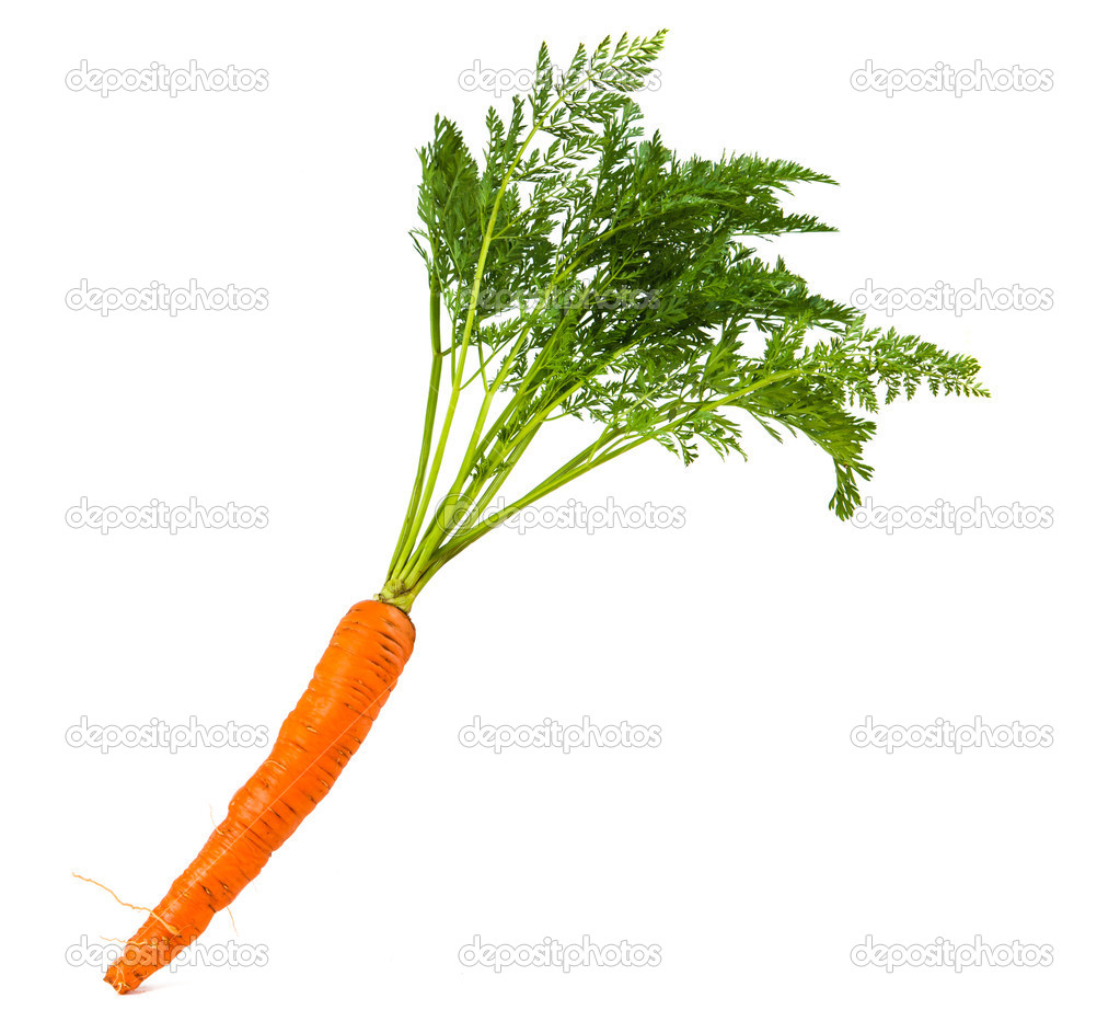 Carrots isolated