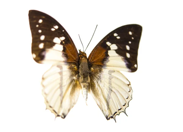 Schöner Schmetterling isoliert — Stockfoto