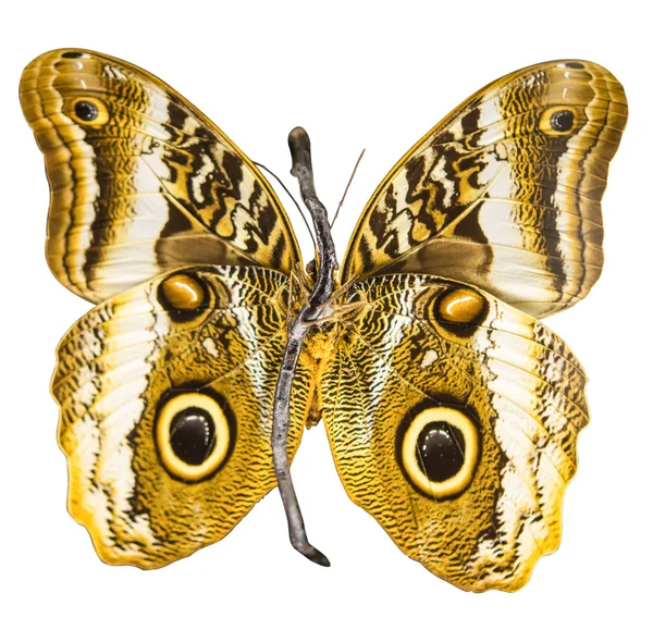 分離された美しい蝶 — ストック写真