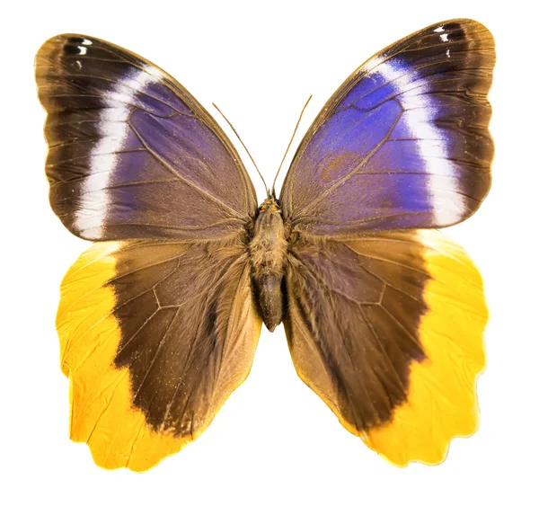 Beau papillon isolé — Photo